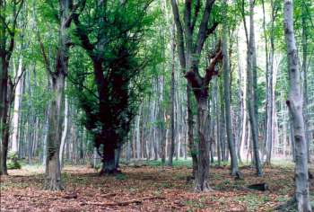 Kapušiansky les s čudesným stromom